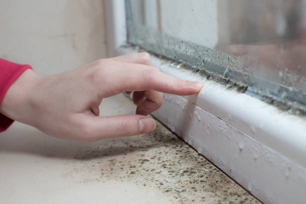 Forensic Mold Investigation in Wintersville, OH