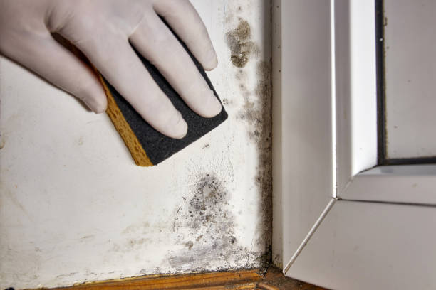 Best Post-Construction Mold Inspection  in Wintersville, OH